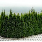 Thuja Tree Live Plant 2Pcs Emerald Green Arborvitae