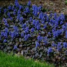 1pcs Flower Black Scallop Ajuga Live Plant