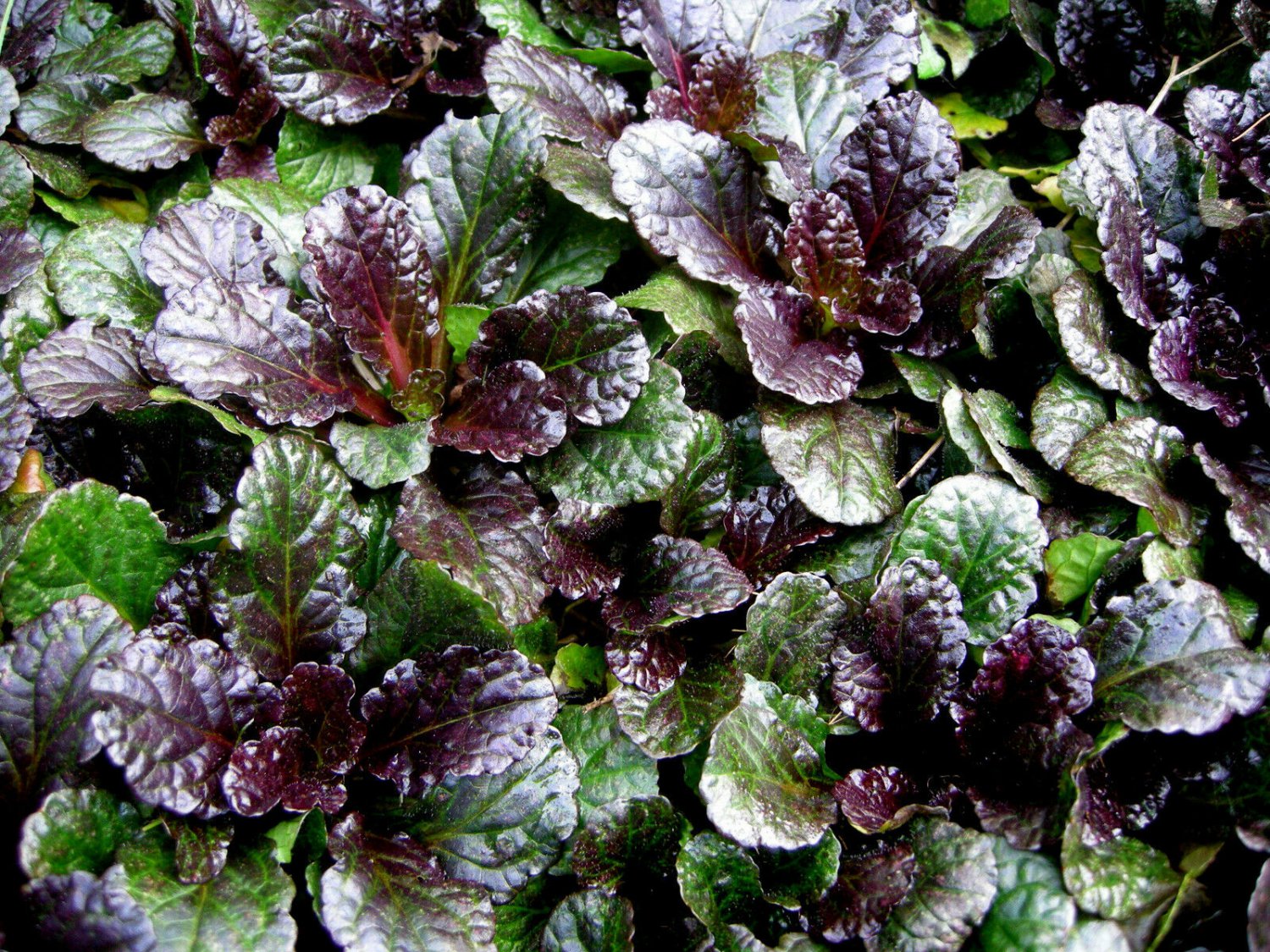 Scallop Ajuga Live Plant 2pcs Flower Black