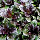 Scallop Ajuga Live Plant 2pcs Flower Black