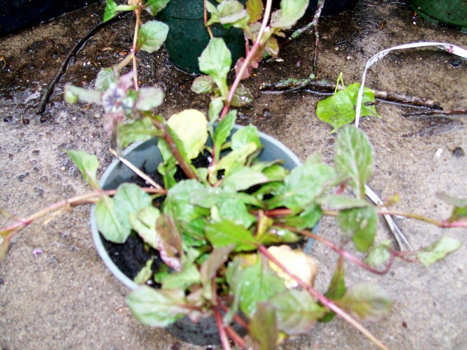 Flower Black Scallop Ajuga Live Plant 4pcs