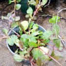 Flower Black Scallop Ajuga Live Plant 4pcs