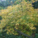 'Lindera Benzoin' Live Plant 4Pcs Spicebush For garden