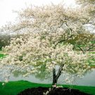 1Pcs Serviceberry 'Amelanchier arborea For garden
