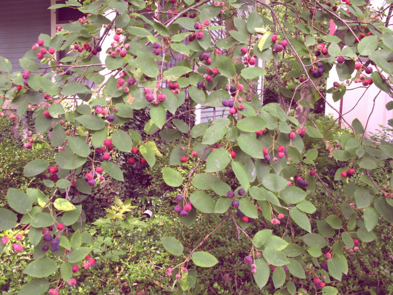 Live Plant 2Pcs Serviceberry 'Amelanchier Arborea For garden