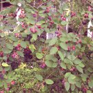 Live Plant 2Pcs Serviceberry 'Amelanchier Arborea For garden