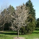 'Amelanchier Arborea For garden Live Plant 4Pcs Serviceberry
