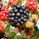 Wild Blackberry Bush Plant Bare Root Starter For garden Live Plant 1Pcs