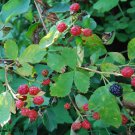 2Pcs Fruit Plant Wild Blackberry Bush Plant Bare Root Starter For garden Live Plant