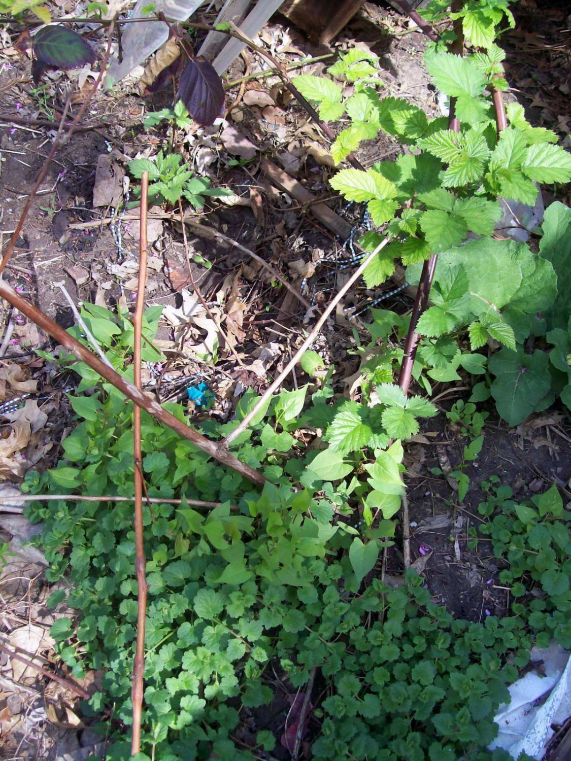 4Pcs Fruit Plant Wild Blackberry Bush Plant Bare Root Starter For garden Live Plant