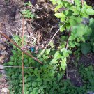 4Pcs Fruit Plant Wild Blackberry Bush Plant Bare Root Starter For garden Live Plant