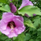 Sharon For garden Live Plant 8Pcs Flower Plant Rose