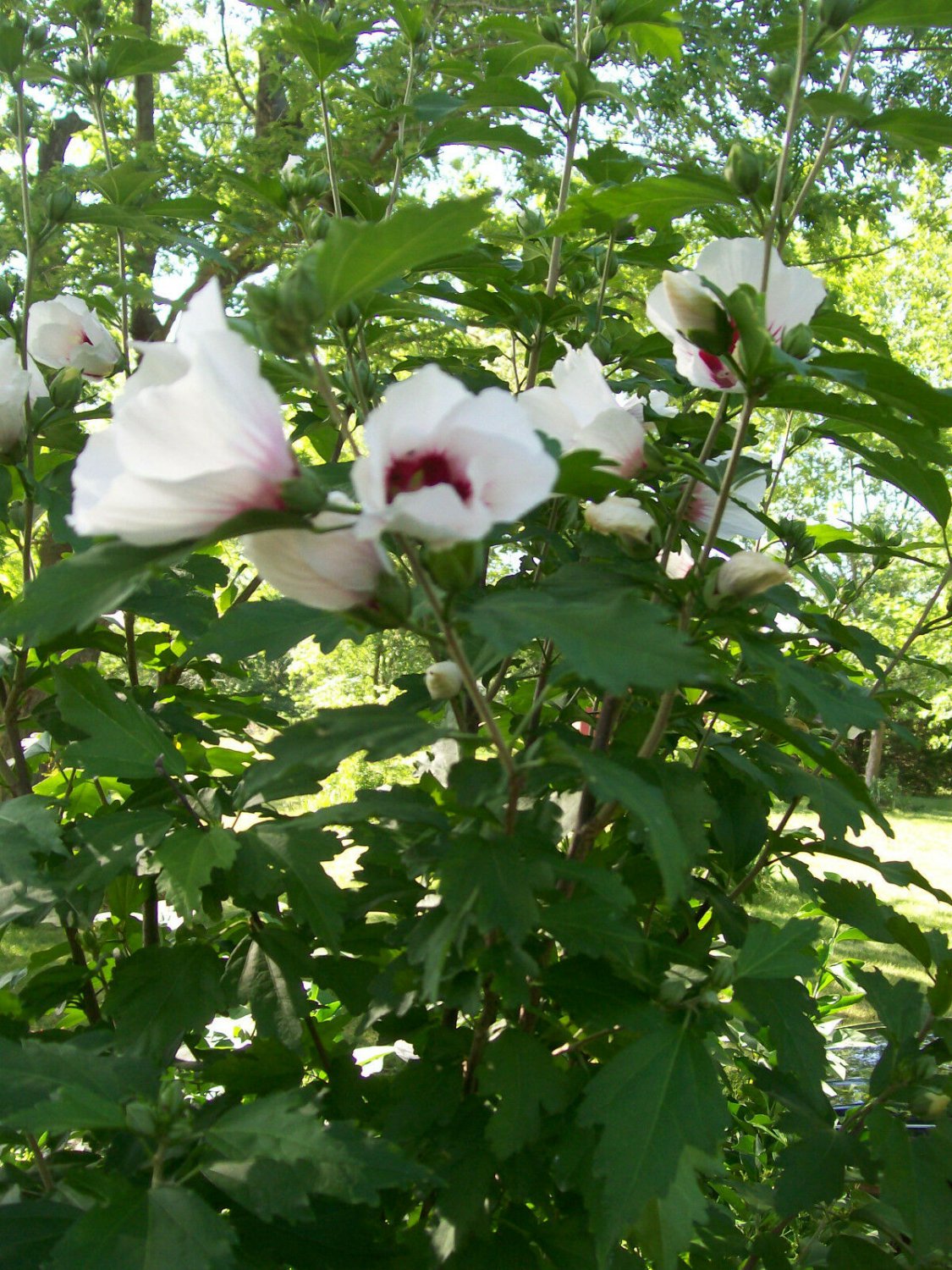 Flower White Sharon For garden Live Plant 16Pcs Flower Plant Rose