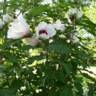Flower White Sharon For garden Live Plant 16Pcs Flower Plant Rose