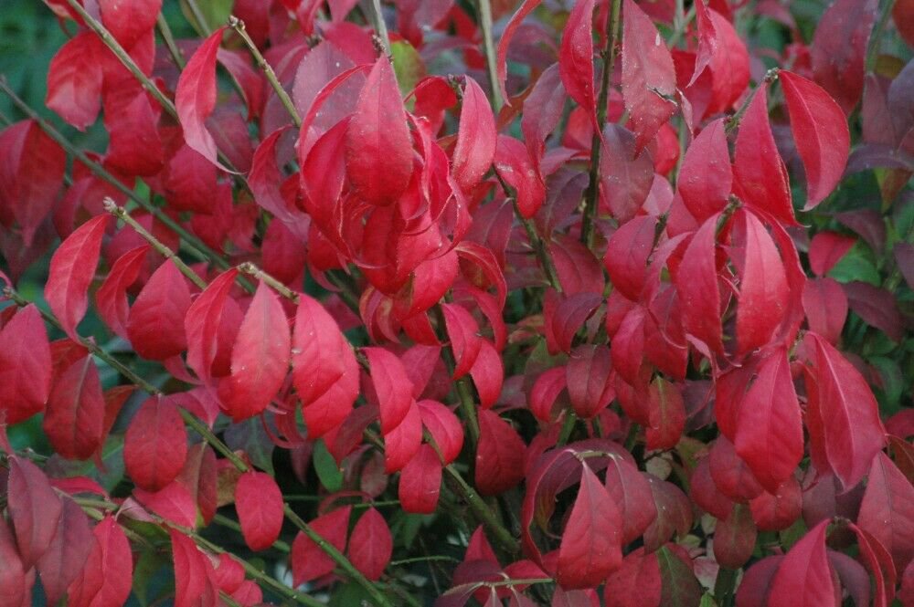 Bush Starter Flower Plant 2pcs Flower Burning