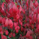 Bush Starter Flower Plant 2pcs Flower Burning
