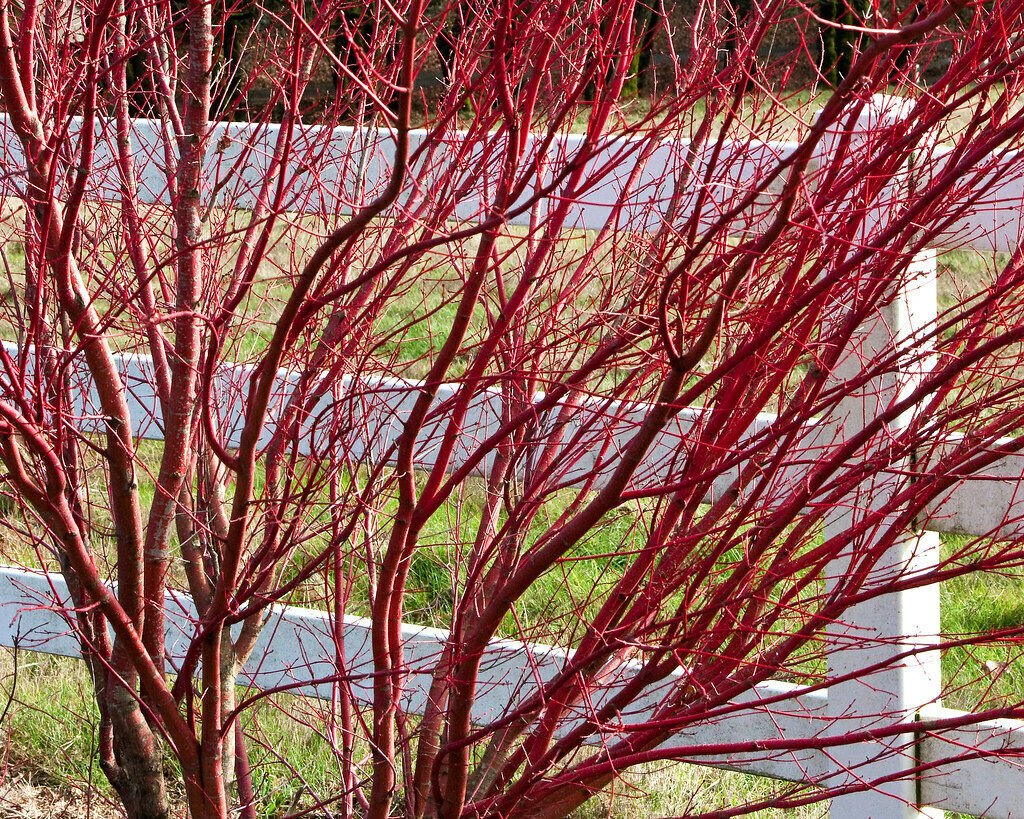 1pcs Tree Plant Bailer Red Twig Dogwood Flower Plant