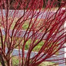 1pcs Tree Plant Bailer Red Twig Dogwood Flower Plant
