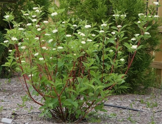 4pcs Tree Plant Bailer Red Twig Dogwood Flower Plant
