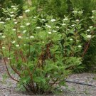 4pcs Tree Plant Bailer Red Twig Dogwood Flower Plant