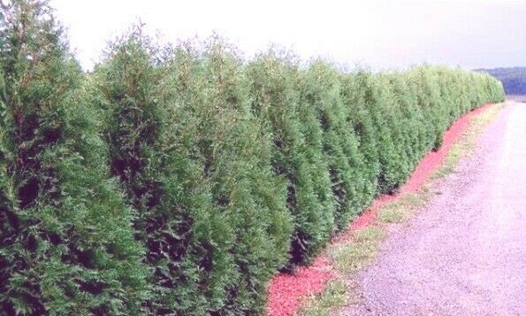 1Pcs Techny Thuja Occidental Arborvitae Plant