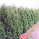 1Pcs Techny Thuja Occidental Arborvitae Plant