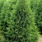Tree Plant 2Pcs Techny Thuja Occidental Arborvitae Plant
