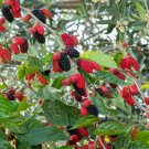 Set Of 24 Unrooted Plant Fruit Live Plant Aronia Black Chokeberry Cuttings