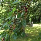 Set Of 48 Live Plant Aronia Black Chokeberry Cuttings Unrooted Plant Fruit