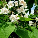 1pcs Live Plant Northern Catalpa Tree