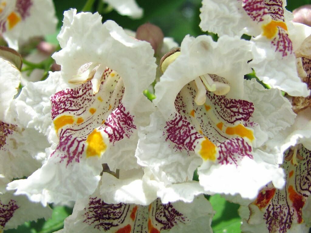 Northern Catalpa Tree Flower White 4pcs Live Plant