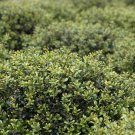 1pcs Dwarf Japanese Holly 'Ilex crenata Live Plant