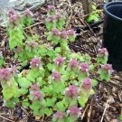 Nettle Plant Creeping Wildfood Edible Live Plant 24pcs Purple Dead