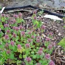 Live Plant 48pcs Nettle Plant Creeping Wildfood Edible Purple Dead