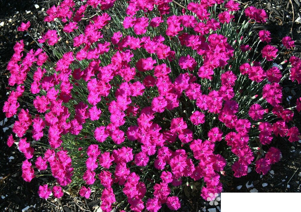 Live Plant 1pcs Dianthus Neon Star