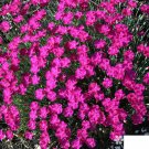 Live Plant 1pcs Dianthus Neon Star