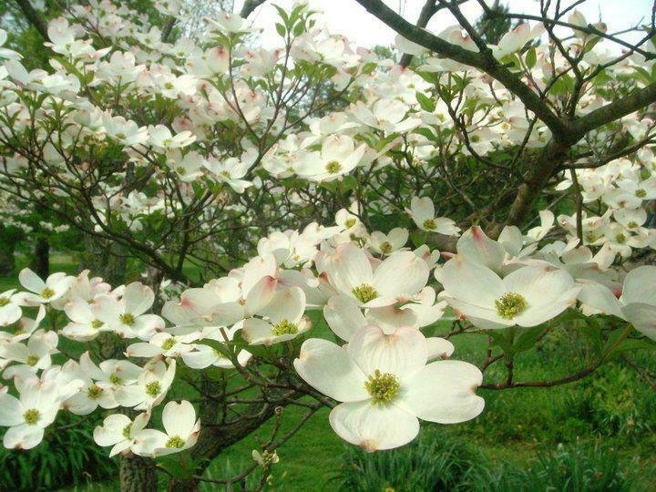 White Flowering Dogwood Cornus Live Plant 1pcs