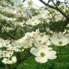 White Flowering Dogwood Cornus Live Plant 1pcs