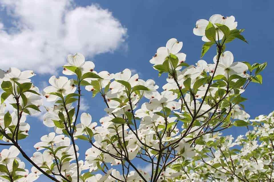 Flowering Dogwood Cornus Live Plant 4pcs Flower White