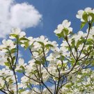 Flowering Dogwood Cornus Live Plant 4pcs Flower White