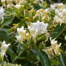 Flower Honeysuckle Bush Starter 1pcs Live Plant Rooted