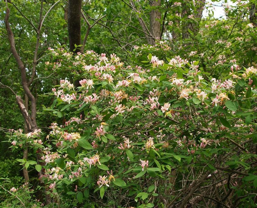2pcs Live Plant Rooted Flower Honeysuckle Bush Starter