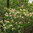 2pcs Live Plant Rooted Flower Honeysuckle Bush Starter