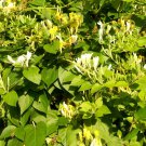 Honeysuckle Bush Starter 4pcs Live Plant Rooted Flower