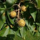 Buckeye Tree Plant Tree Live Plant Rooted Flower 2pcs Live Plant Ohio