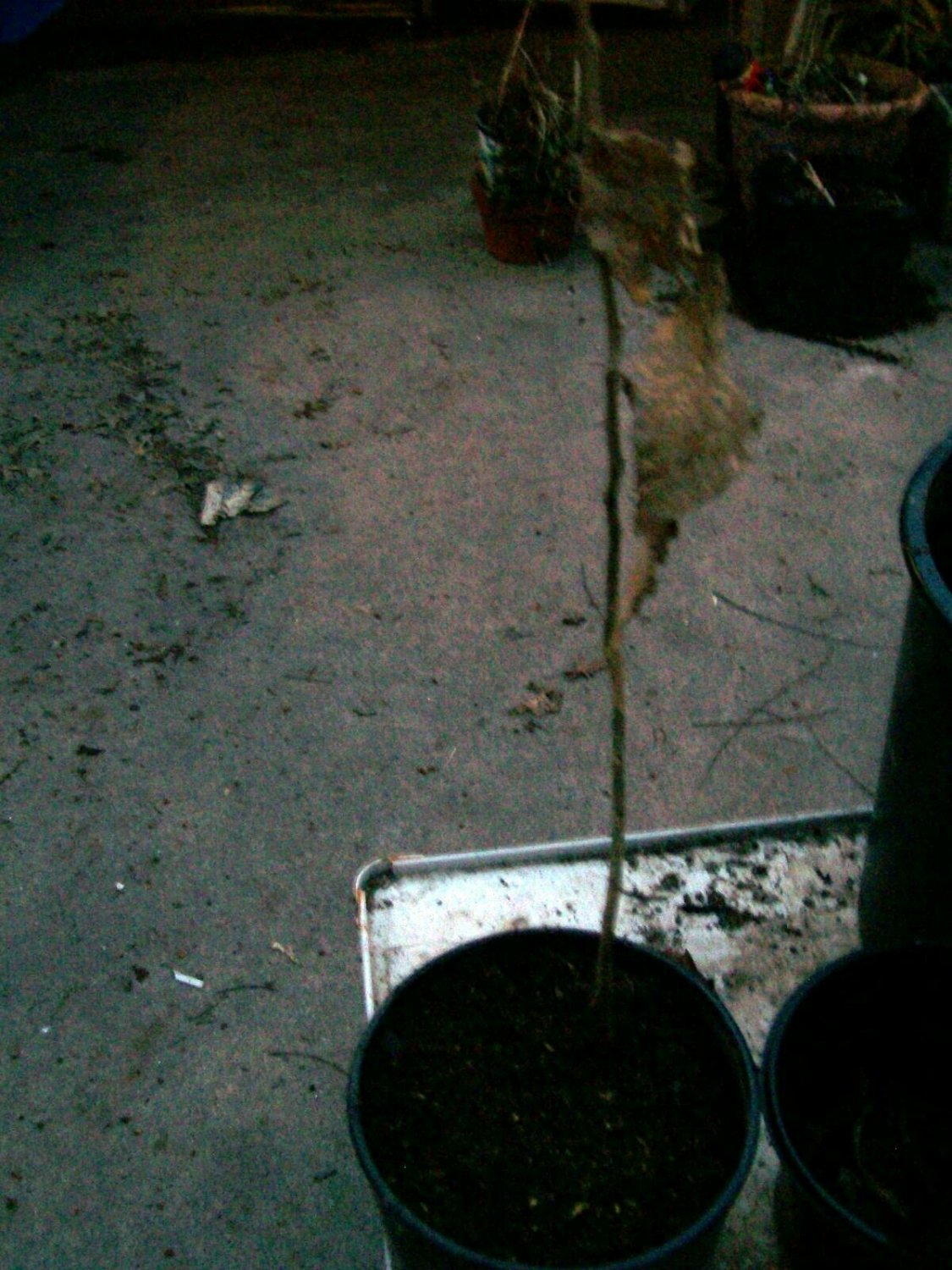 Live Plant Rooted Flower 4pcs Buckeye Tree Plant Tree Live Plant Ohio