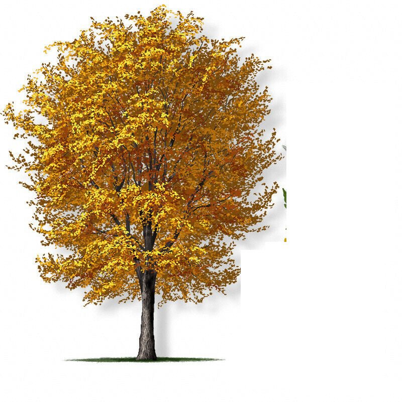 1pcs Live Plant Silver Maple Tree Live Starter Live Plant