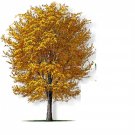 1pcs Live Plant Silver Maple Tree Live Starter Live Plant