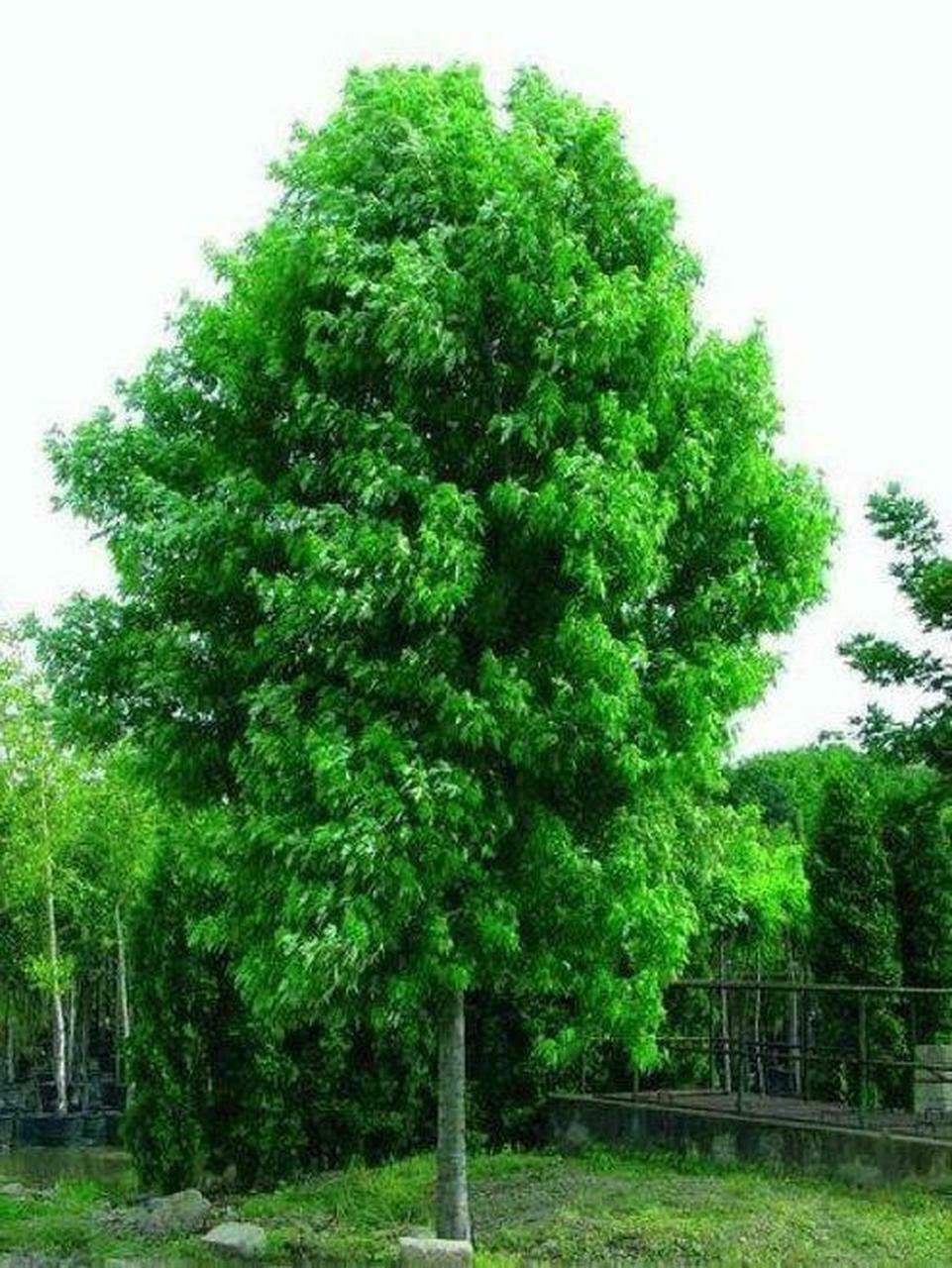 Live Plant 4pcs Live Plant Silver Maple Tree Live Starter