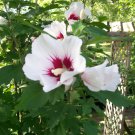 Flower 1pcs Live Plant Rose Of Sharon Plants